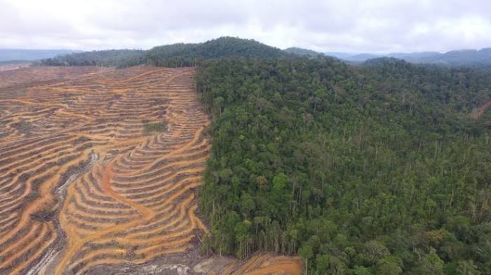 Kalimantan hutan deforestasi menyoal kumparan Kalimantan hutan deforestasi menyoal kumparan