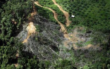 Deforestasi di Kalimantan Turun 20 Persen