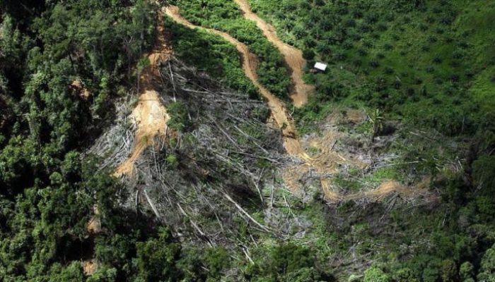 Deforestasi di Kalimantan Turun 20 Persen Terus Meningkat