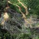 Deforestasi di Kalimantan Turun 20 Persen Terus Meningkat