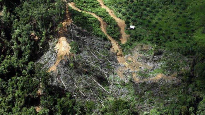 Deforestasi di Kalimantan Turun 20 Persen