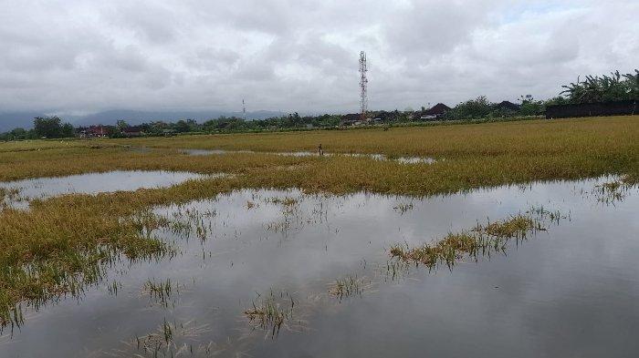 Cuaca Ekstrem Picu Gagal Panen di Beberapa Daerah