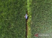 Pemerintah Siapkan Subsidi Baru untuk Petani Demi Peningkatan Pertanian