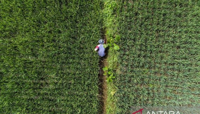 Pemerintah Siapkan Subsidi Baru untuk Petani Demi Peningkatan Pertanian