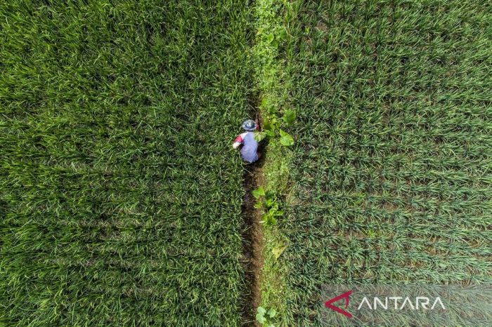 Pemerintah Siapkan Subsidi Baru untuk Petani