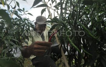 Cuaca Ekstrem Picu Gagal Panen di Beberapa Daerah