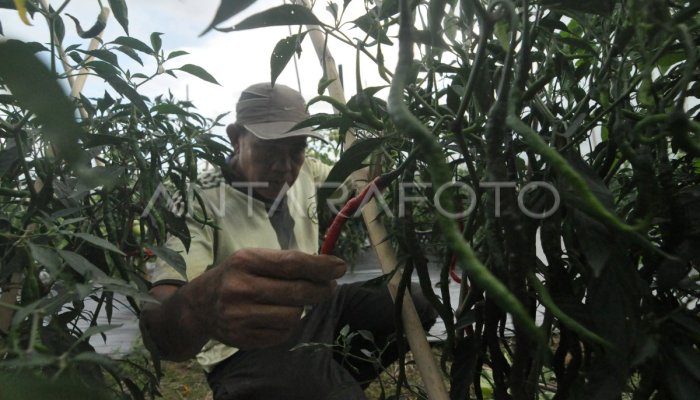 Cuaca Ekstrem Picu Gagal Panen di Beberapa Daerah