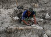 Penemuan Fosil Langka di Gua Purba Kalimantan