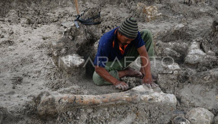 Penemuan Fosil Langka di Gua Purba Kalimantan