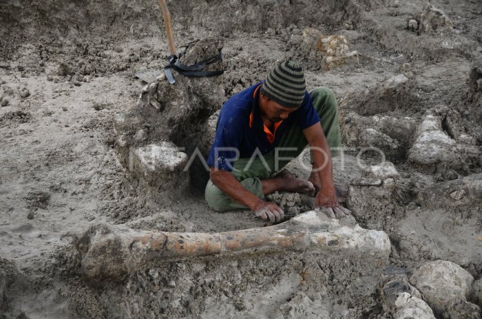 Penemuan Fosil Langka di Gua Purba Kalimantan