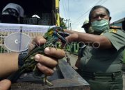 Polisi Gagalkan Penyelundupan Satwa Langka di Bandara