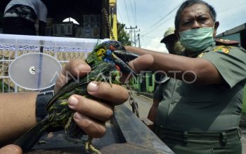 Polisi Gagalkan Penyelundupan Satwa Langka di Bandara