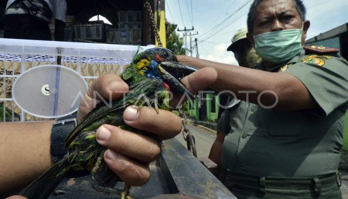Polisi Gagalkan Penyelundupan Satwa Langka di Bandara