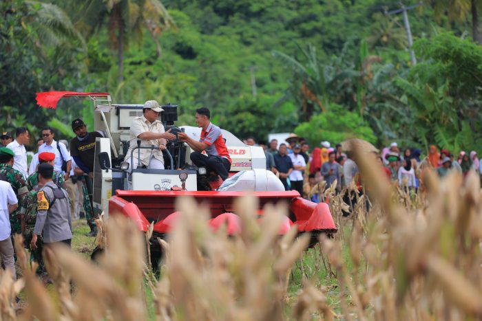 Momen Presiden Jokowi Tanam Jagung Pakai Traktor – TABENEWS.COM Panen Jagung Serentak, Prabowo Pakai Traktor Modern