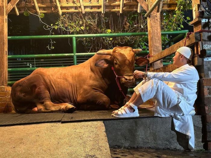 Irfan Hakim Punya Cara Unik Komunikasi dengan Sapi Kurban