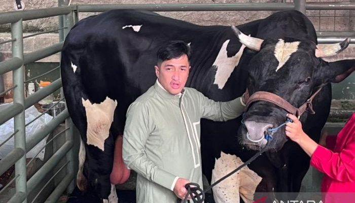 Irfan Hakim Punya Cara Unik Komunikasi dengan Sapi Kurban