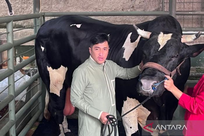 Irfan Hakim Punya Cara Unik Komunikasi dengan Sapi Kurban