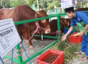 Bantuan Presiden Sapi Kurban Tiba di Pemprov Babel