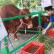 Bantuan Presiden: Sapi Kurban Tiba di Pemprov Babel