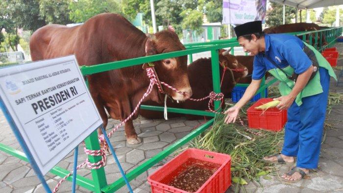 Tiba dari Lumajang, Sapi Kurban Presiden Jokowi akan Disembelih di ... Bantuan Presiden: Sapi Kurban Tiba di Pemprov Babel