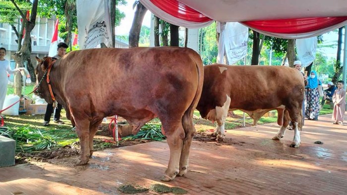 Hewan Raksasa! Sapi Kurban Terbesar di Indonesia yang Menghebohkan Limousin hingga Angus, Ini Sapi Raksasa Kurban Prabowo