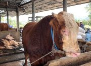 Limousin hingga Angus, Ini Sapi Raksasa Kurban Prabowo