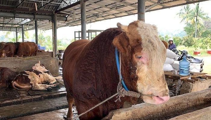 Limousin hingga Angus, Ini Sapi Raksasa Kurban Prabowo