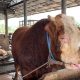 Limousin hingga Angus, Ini Sapi Raksasa Kurban Prabowo
