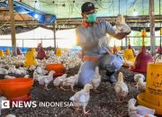 WHO Umumkan Status Waspada Global Terhadap Flu Burung
