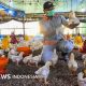 WHO Umumkan Status Waspada Global Terhadap Flu Burung