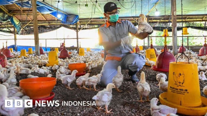 Influenza: llmuwan menemukan sistem pertahanan dalam tubuh yang ... WHO Umumkan Status Waspada Global Terhadap Flu Burung