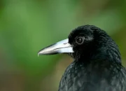 Musim Burung Menukik di Australia, Jemur Pakaian Harus Pakai Helm