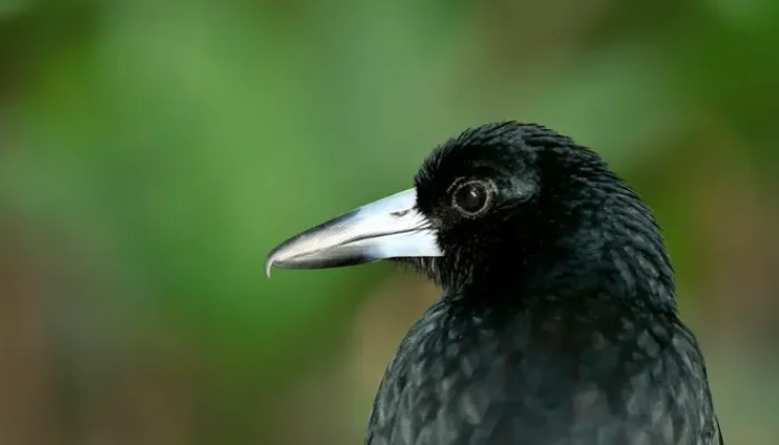 Musim Burung Menukik di Australia, Jemur Pakaian Harus Pakai Helm