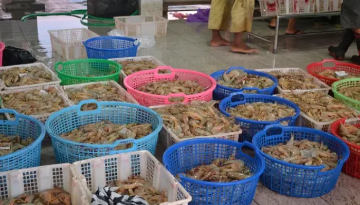 Radioaktif Menyebabkan Petambak Udang Merasa Prihatin