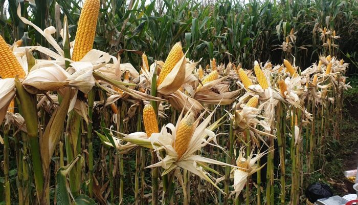Serapan Bulog Mencapai 76,9 Ribu Ton Jagung Produksi Dalam Negeri