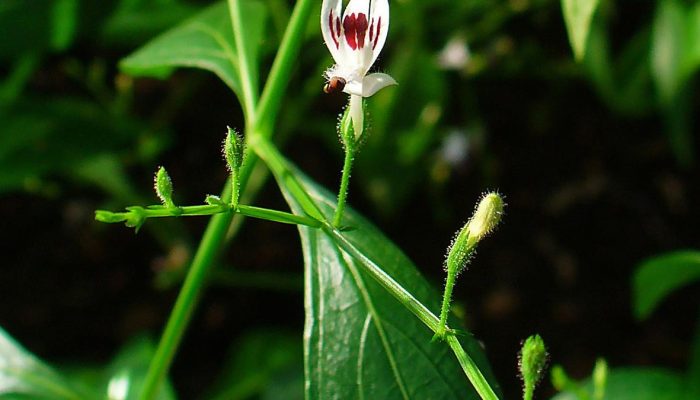10 Manfaat Daun Sambiloto untuk Mengobati Demam dan Menangkal Racun