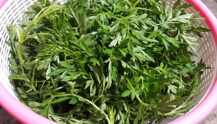 8 Manfaat Daun Kenikir bagi Wanita Lengkap dengan Bukti Penelitiannya