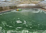 Semen Merah Putih Perkenalkan Microalgae sebagai Solusi Cepat Mengatasi Emisi Karbon Pembangunan