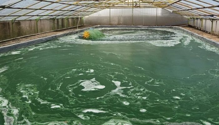 Semen Merah Putih Perkenalkan Microalgae sebagai Solusi Cepat Mengatasi Emisi Karbon Pembangunan
