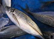 Saat Diet Bolehkah Makan Ikan Tongkol? Simak Manfaat, Kandungan, dan Cara Aman Konsumsinya