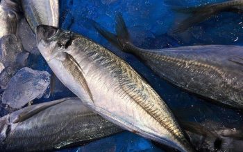 Saat Diet Bolehkah Makan Ikan Tongkol? Simak Manfaat, Kandungan, dan Cara Aman Konsumsinya