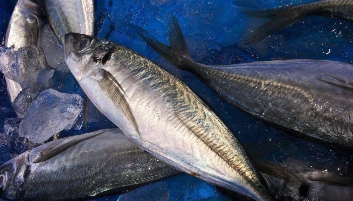 Saat Diet Bolehkah Makan Ikan Tongkol? Simak Manfaat, Kandungan, dan Cara Aman Konsumsinya