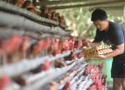 Kendalikan Harga Ayam dan Telur oleh BUMN, Begini Caranya