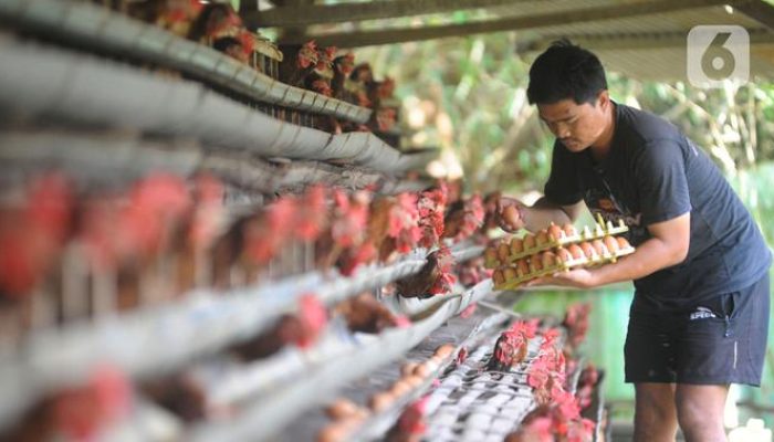 Kendalikan Harga Ayam dan Telur oleh BUMN, Begini Caranya