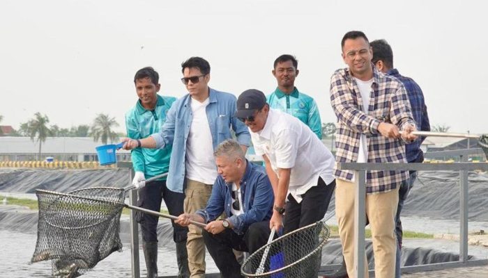 Raffi Ahmad, Ariel Noah dan Desta Mengejutkan di Tambak Budidaya Nila, Ada Apa?