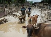 Pemkab Aceh Tamiang Usulkan Lahan Hunian Sementara untuk Korban Bencana Menurut BNPB