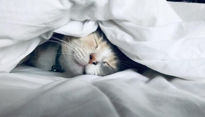 10 Desember Hari Apa? Peringatan Hari Hak Hewan Sedunia untuk Peduli pada Hewan