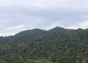 Bidik 1,4 Juta Hektare, Potensi Ekonomi Hutan Adat Harus Meningkatkan Kesejahteraan Warga