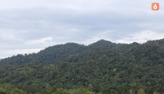 Bidik 1,4 Juta Hektare, Potensi Ekonomi Hutan Adat Harus Meningkatkan Kesejahteraan Warga