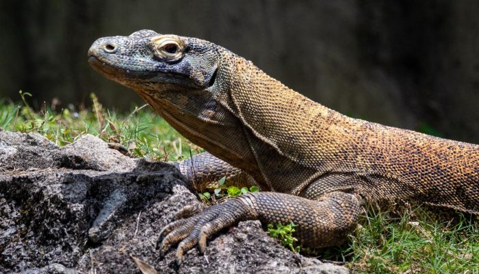 Penyelundupan 32 Reptil Dilindungi oleh WNA Mesir, Termasuk Biawak Aru dan Sanca Albino
